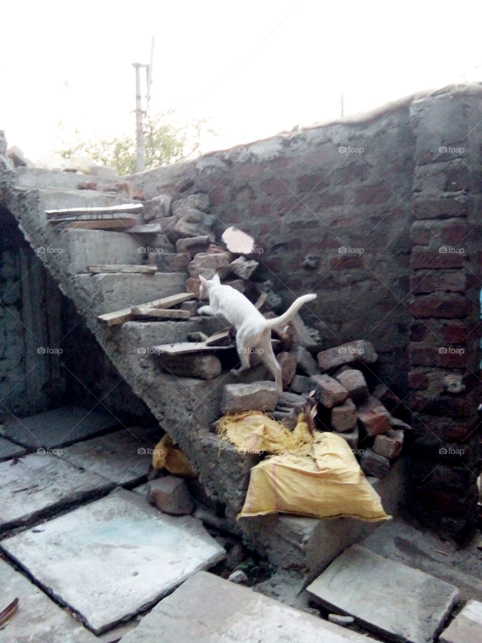 Photo of a cat,white cat photo,a cat climbing stairs,cat color photo,a nice colorful photo,natural picture of a cat,photo of a cat and a straight,a nice photo for you,sample indian photography,mind  Bhavana a photo