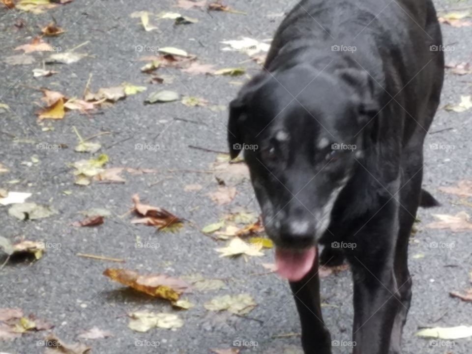 my black Labrador taking a walk with me in the woods of Maryland