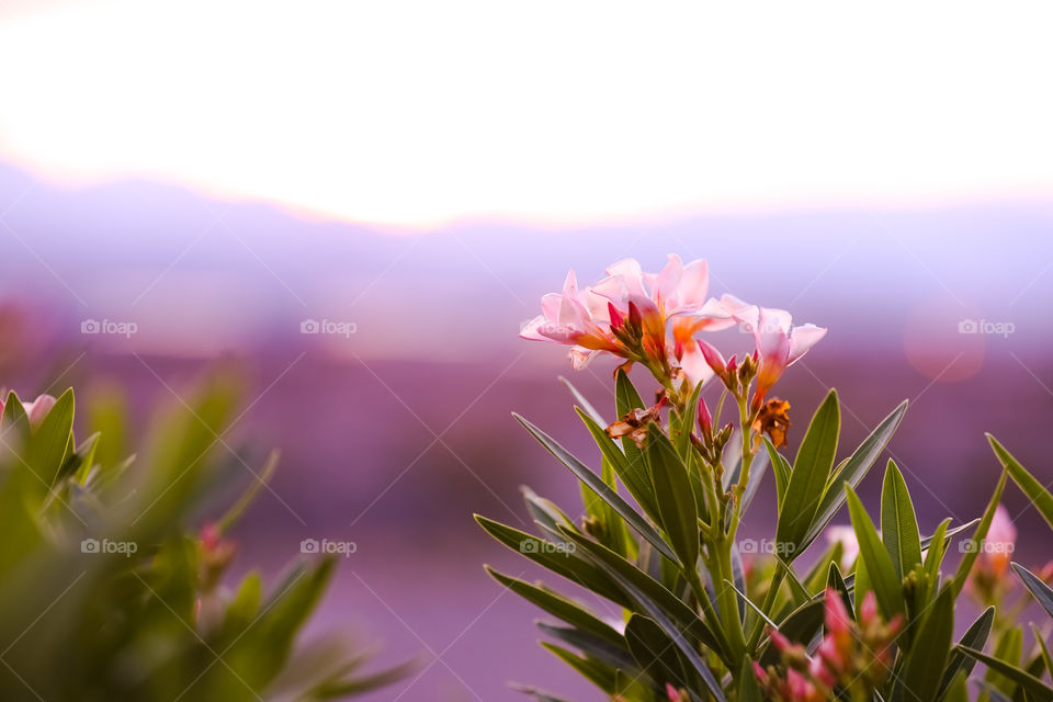 In focus: Monkey Flower- yes, that’s the actual name of the flower!!😁
In bokeh (out of focus): Twilight over mountain range