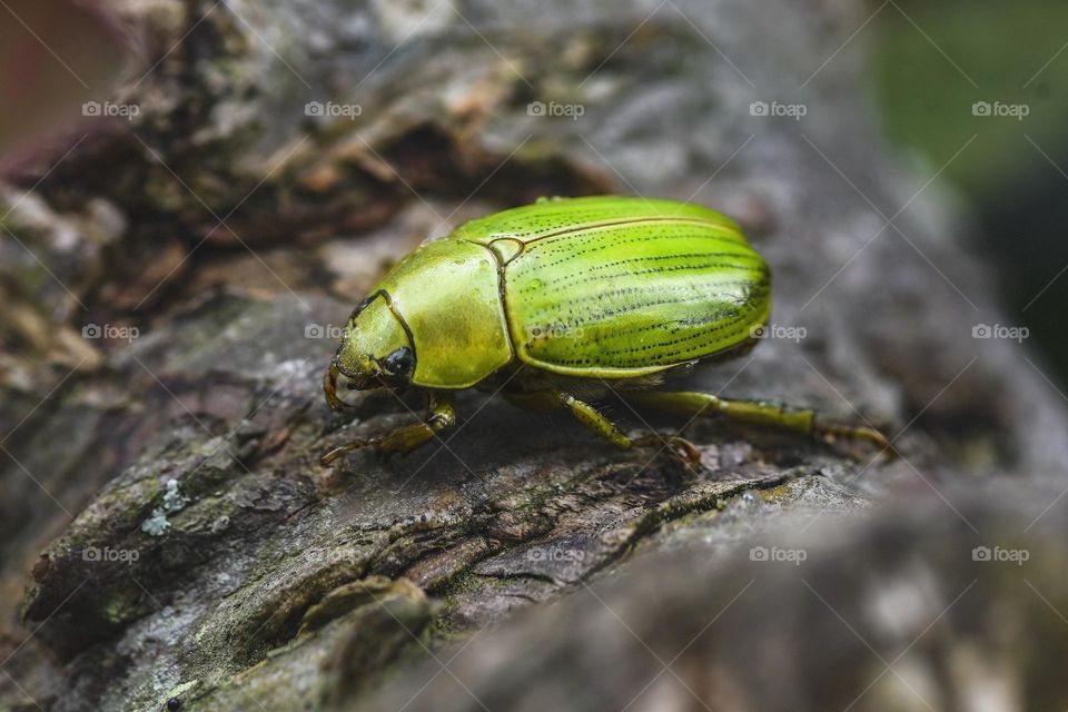Green beetle on the bark of
a
tree
.
Close-up