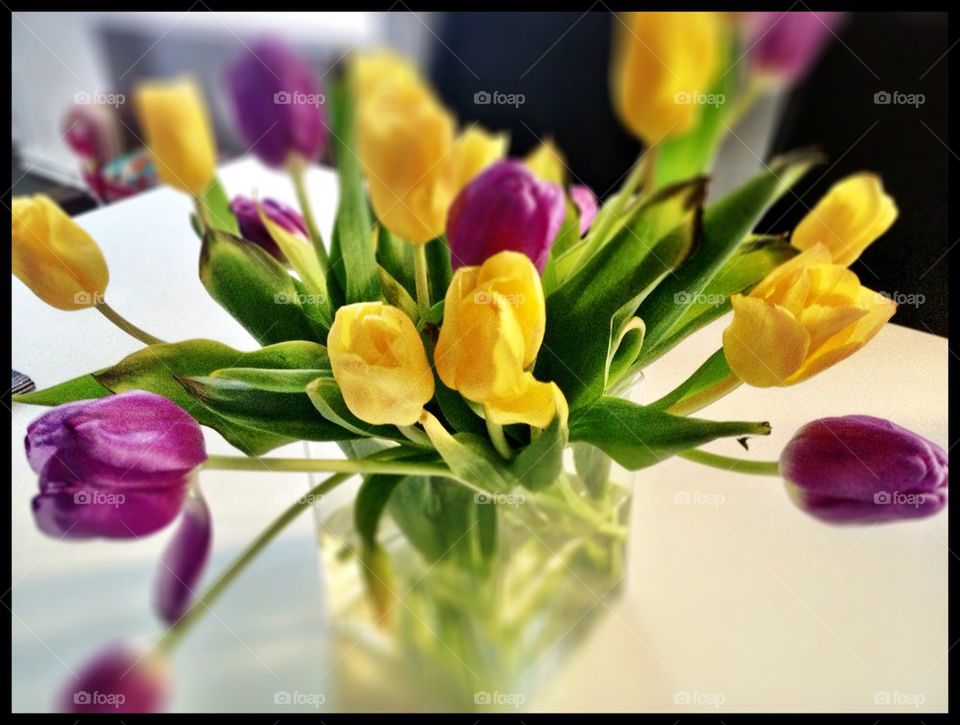 Tulips