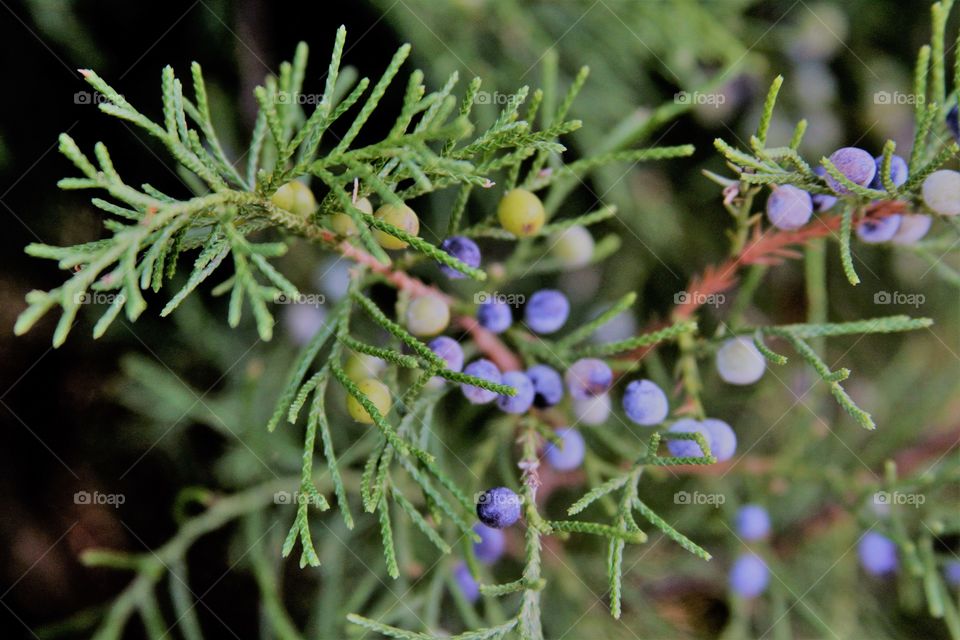 blue berrues on an evergreen