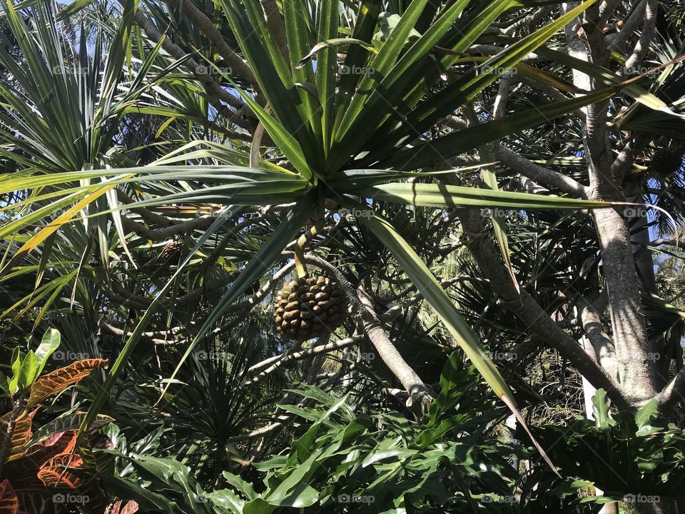 Palm trees high up in the clear sky