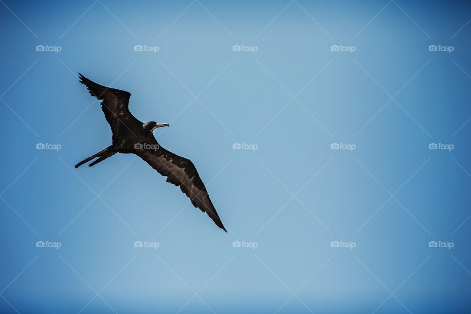 Frigate Bird Gliding