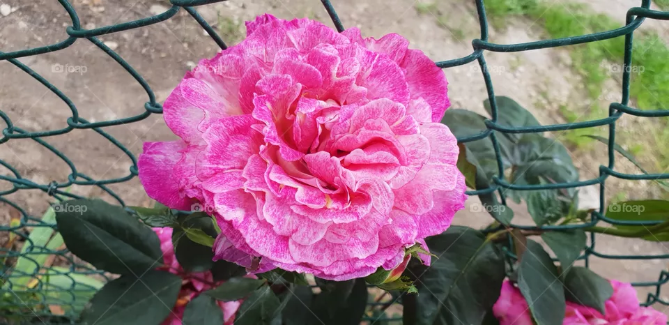 ❤🏵🌹
