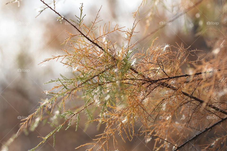 Autumn colors on a branch