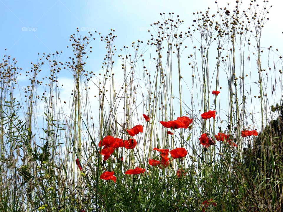 floral fireworks