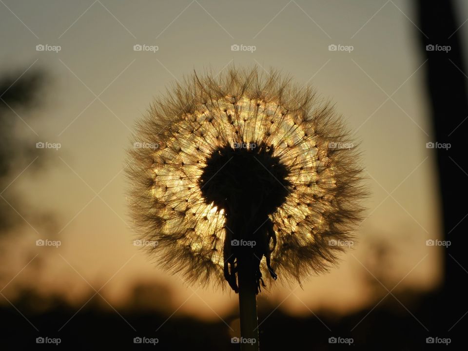 Sunset silhouettes of dandelion seeds