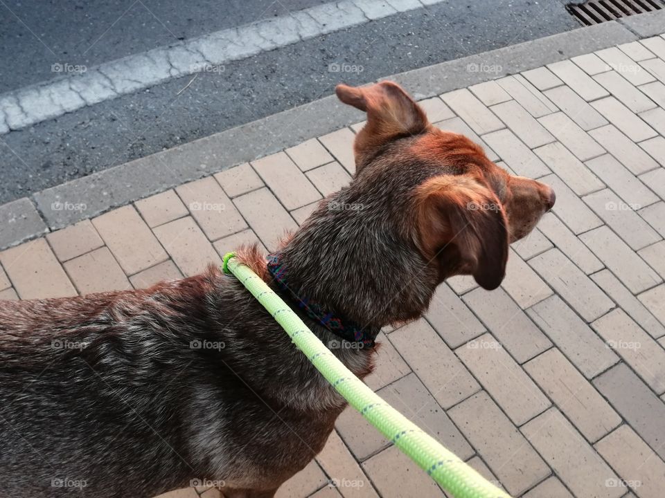 Toy observa el amanecer