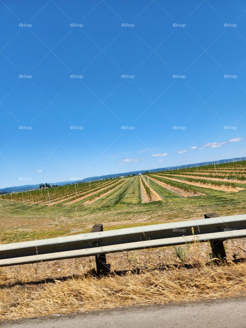 view of bold blue sky over acres of farmland beyond the guard rail on a road trip through Oregon countryside