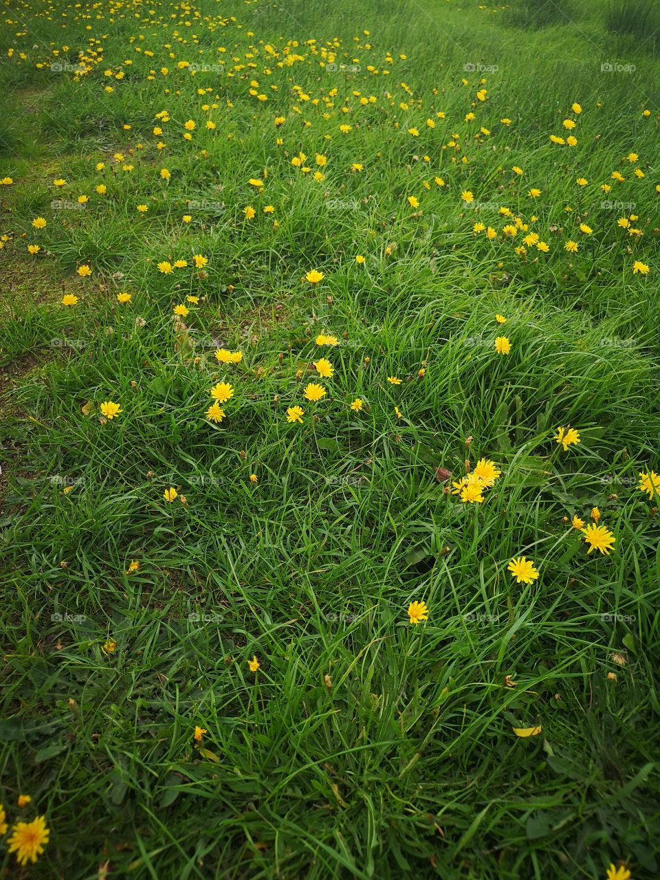 Dandelion field 🌻