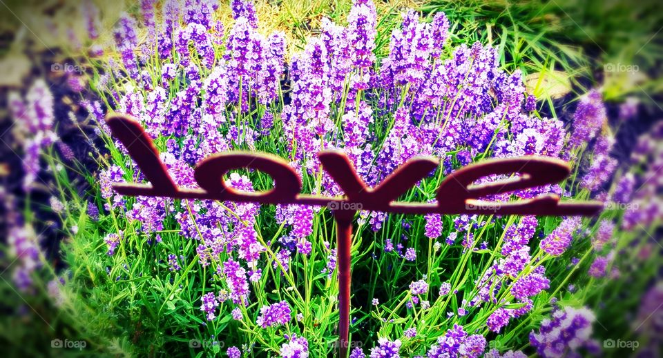 Purple Love with a