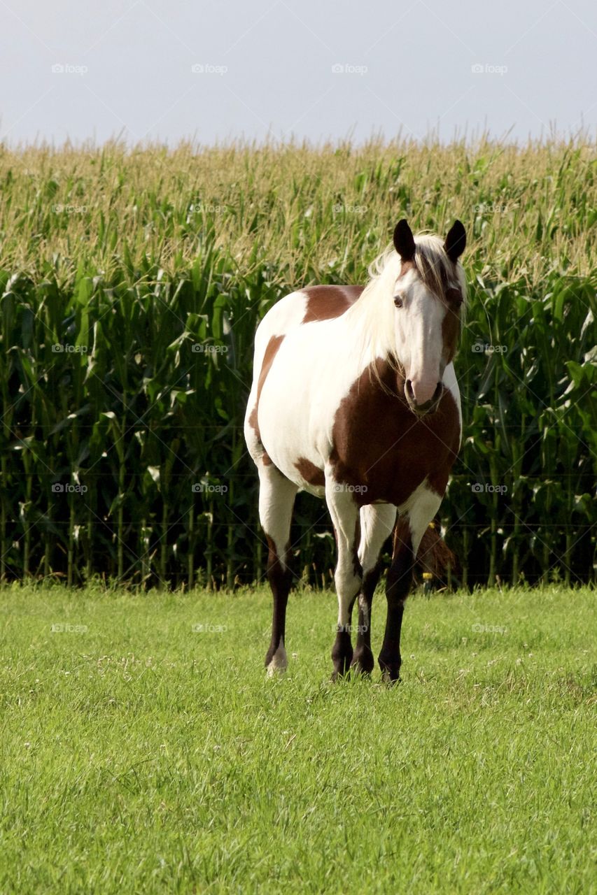 A beautiful Paint horse in a sunny pasture in mid-summer, a lush cornfield in the background 