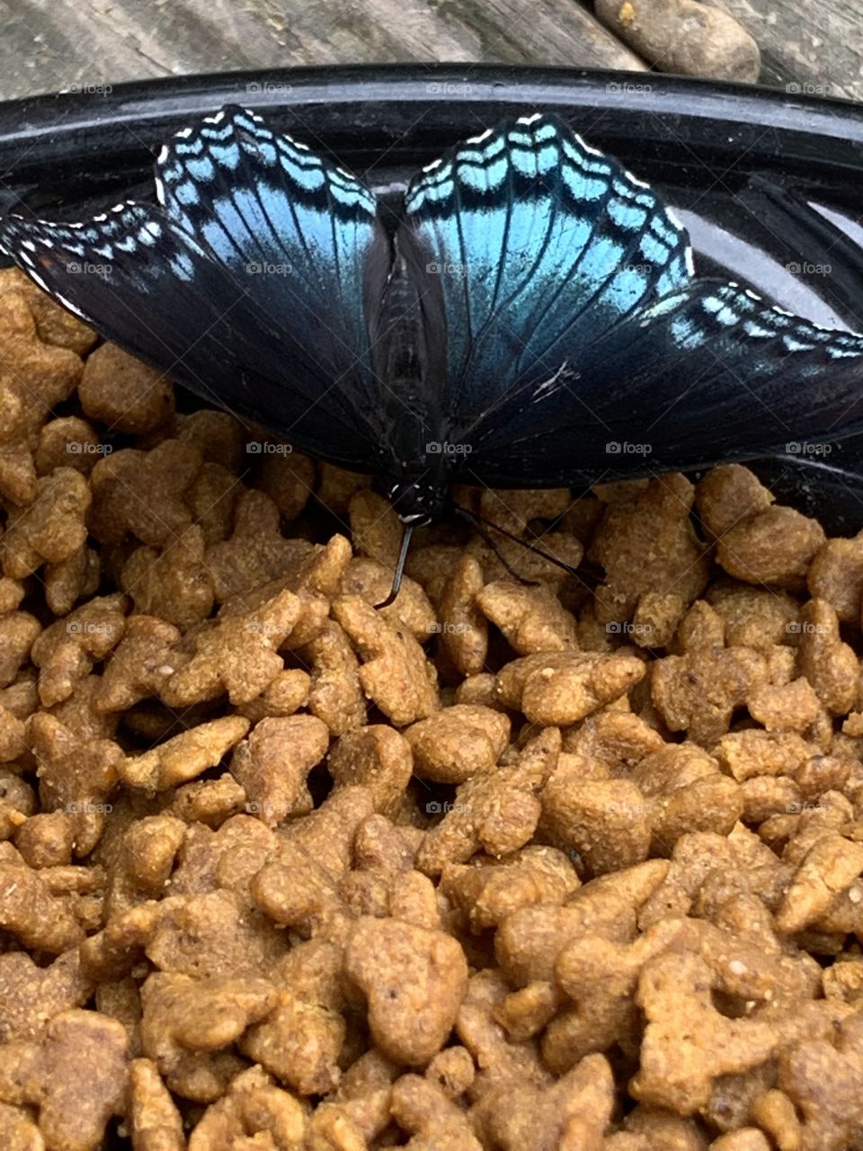 Butterflies like cat food too 
