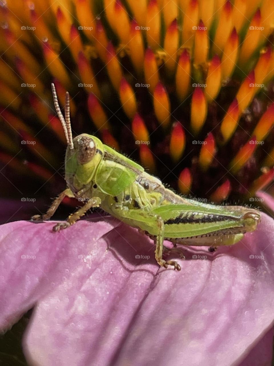 Grasshopper on Echinacea...