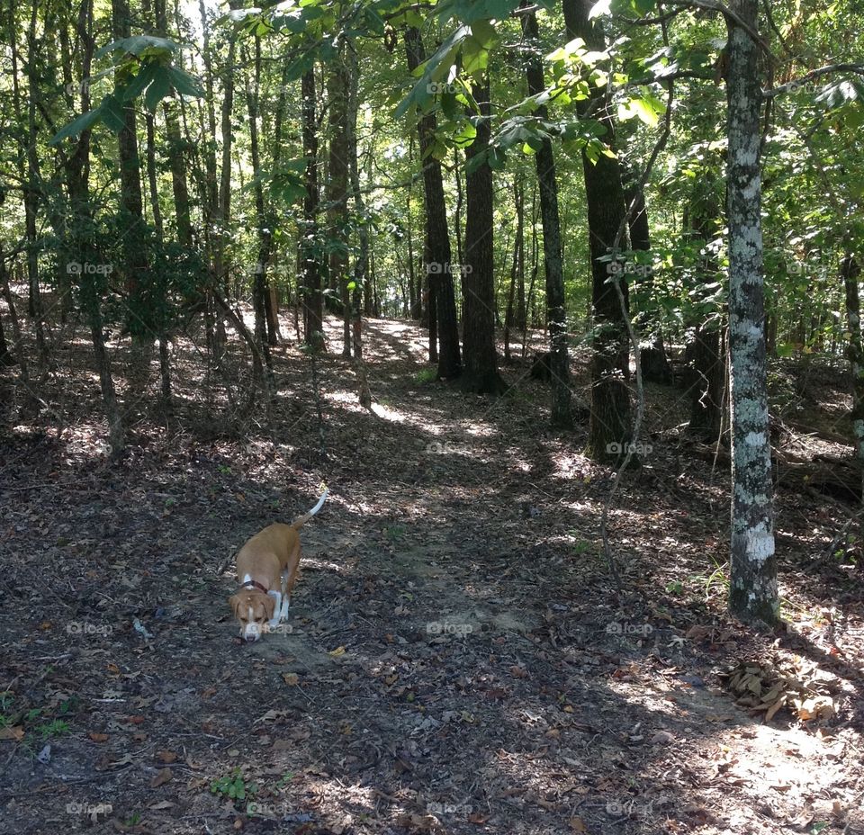 Nature Walk with Belle