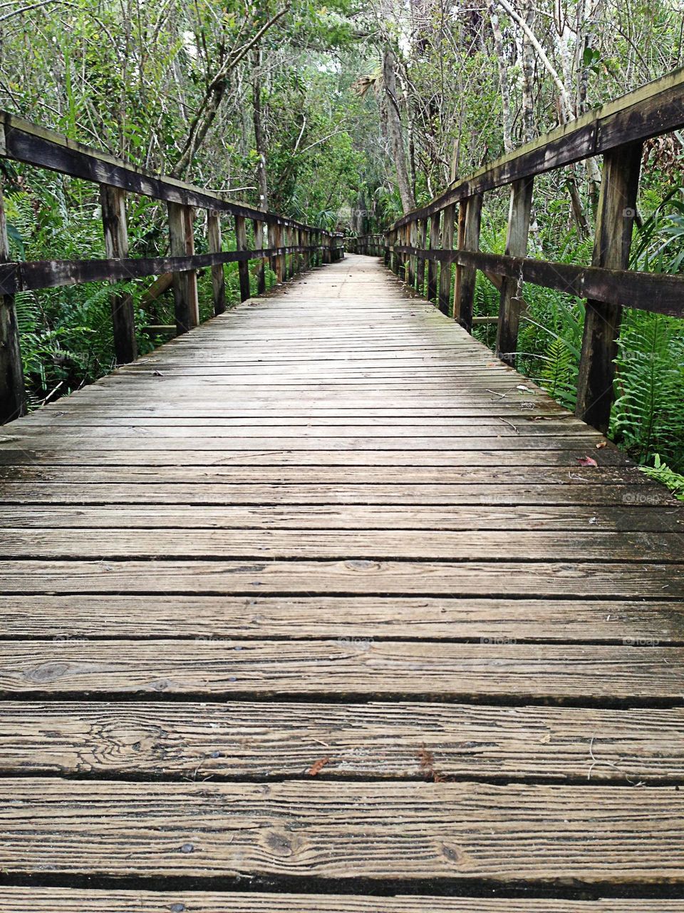 Boardwalk into the deep forest.