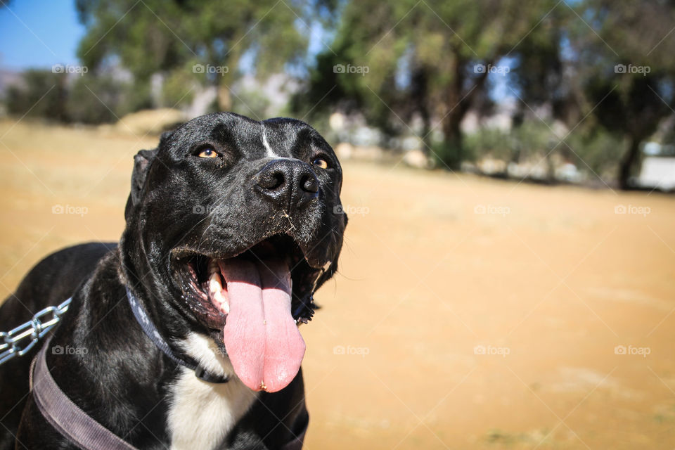 Show some pitbull love and appreciation 🐕☺️☺️