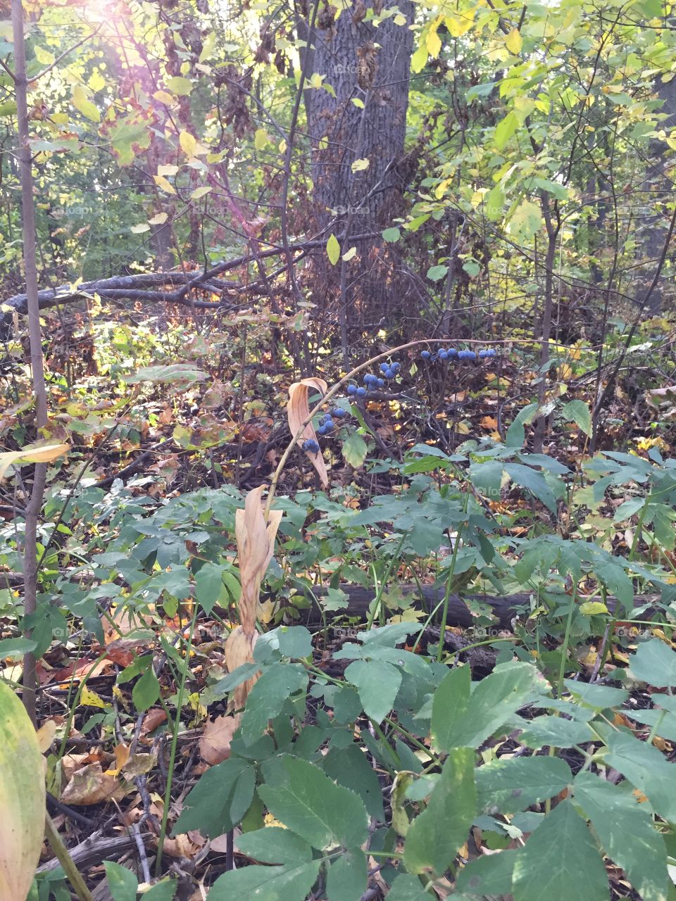 Solomon’s seal - poisonous medicinal plant