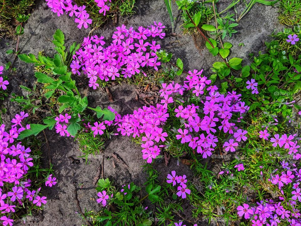 pink flowers in a flower bed