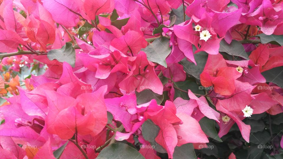A beautiful scene of flowers in the garden.
