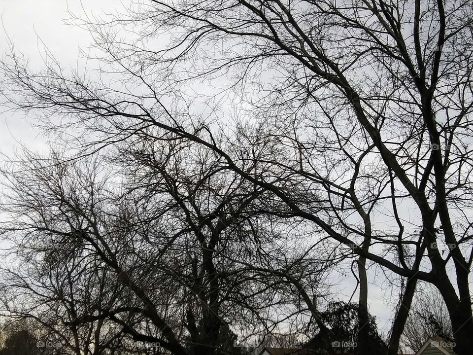 layers of branches