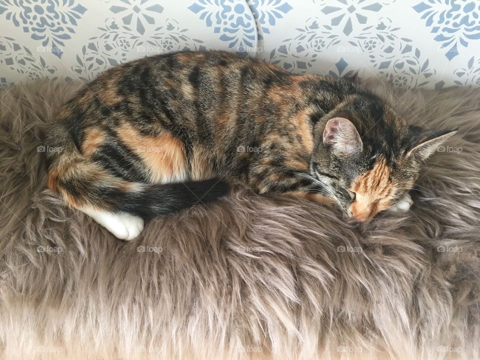 Cat is sleeping on a fur