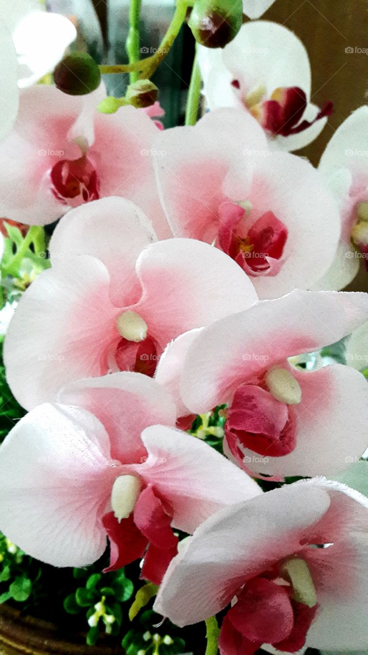 Orchid Queen of Flora