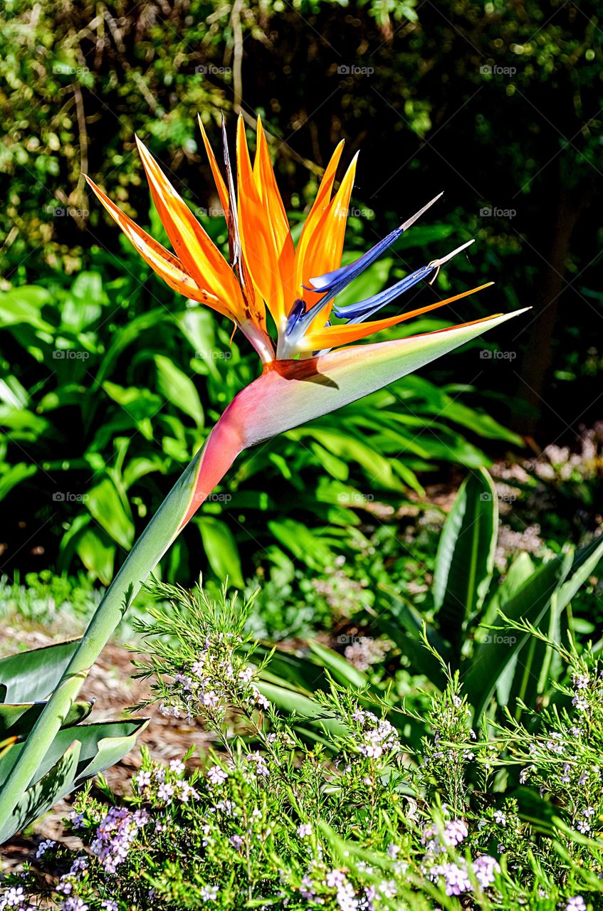 Birds of Paradise flower