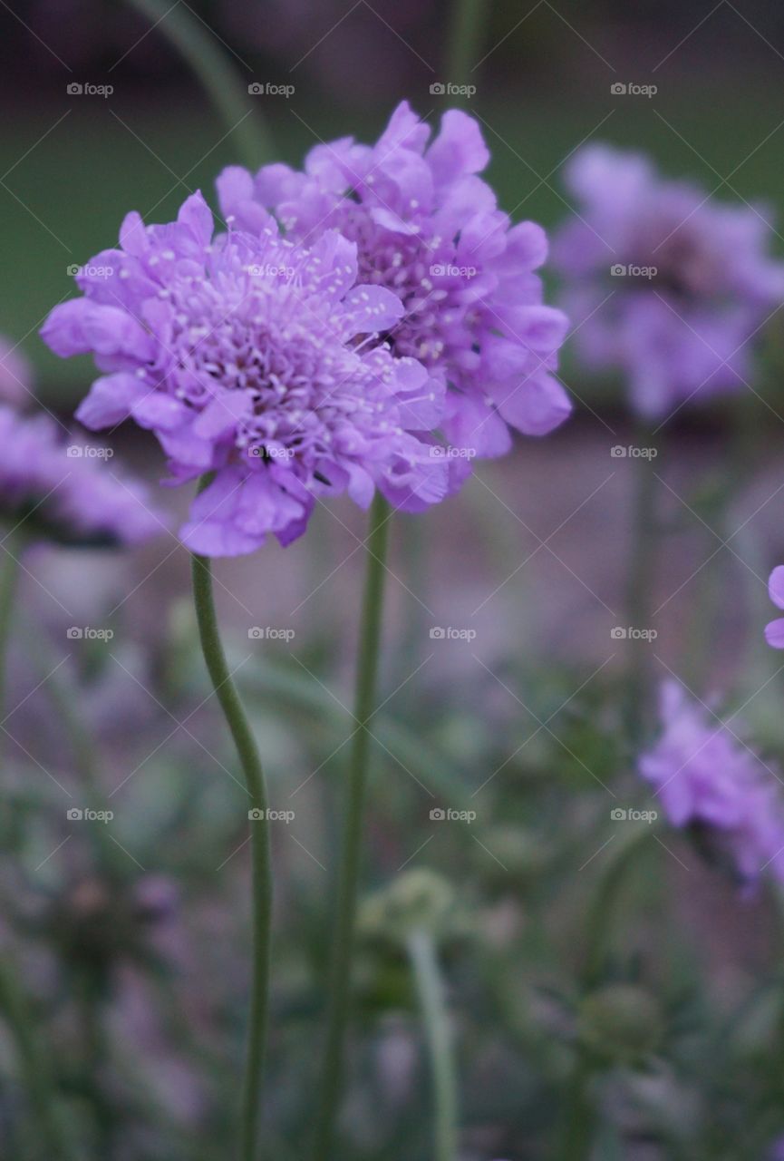 Close up focus and blurred background of purple flowers and their stalks