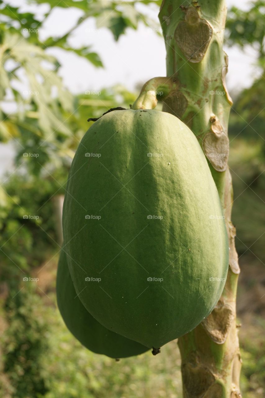 Papaya fruit