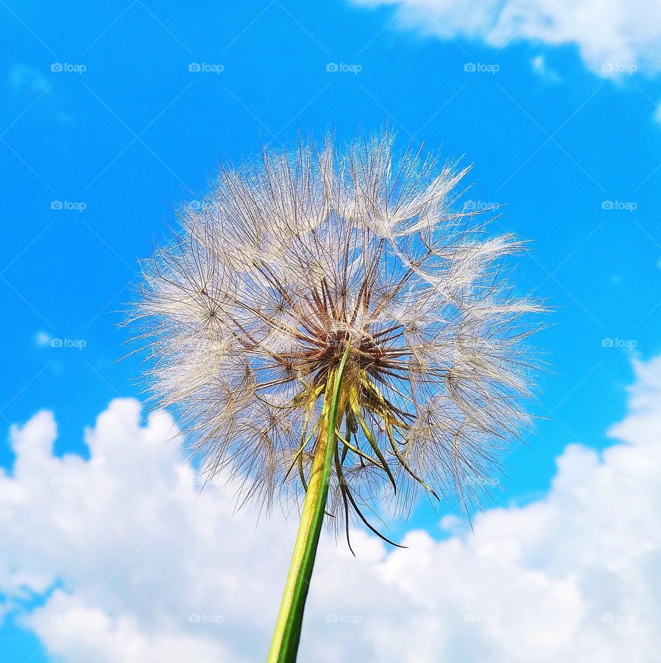 Blue sky, white clouds, dandelion.