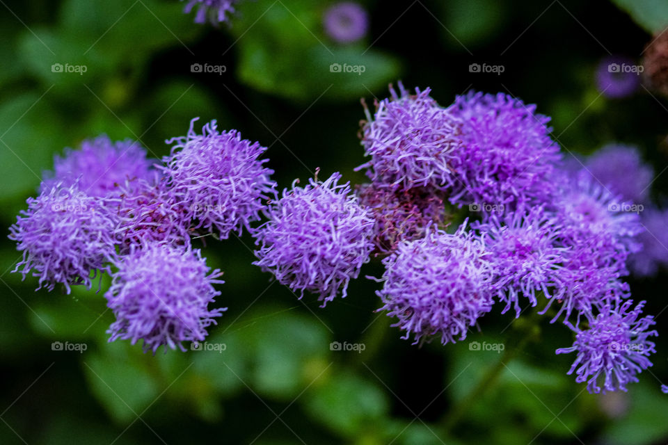 purple flowers