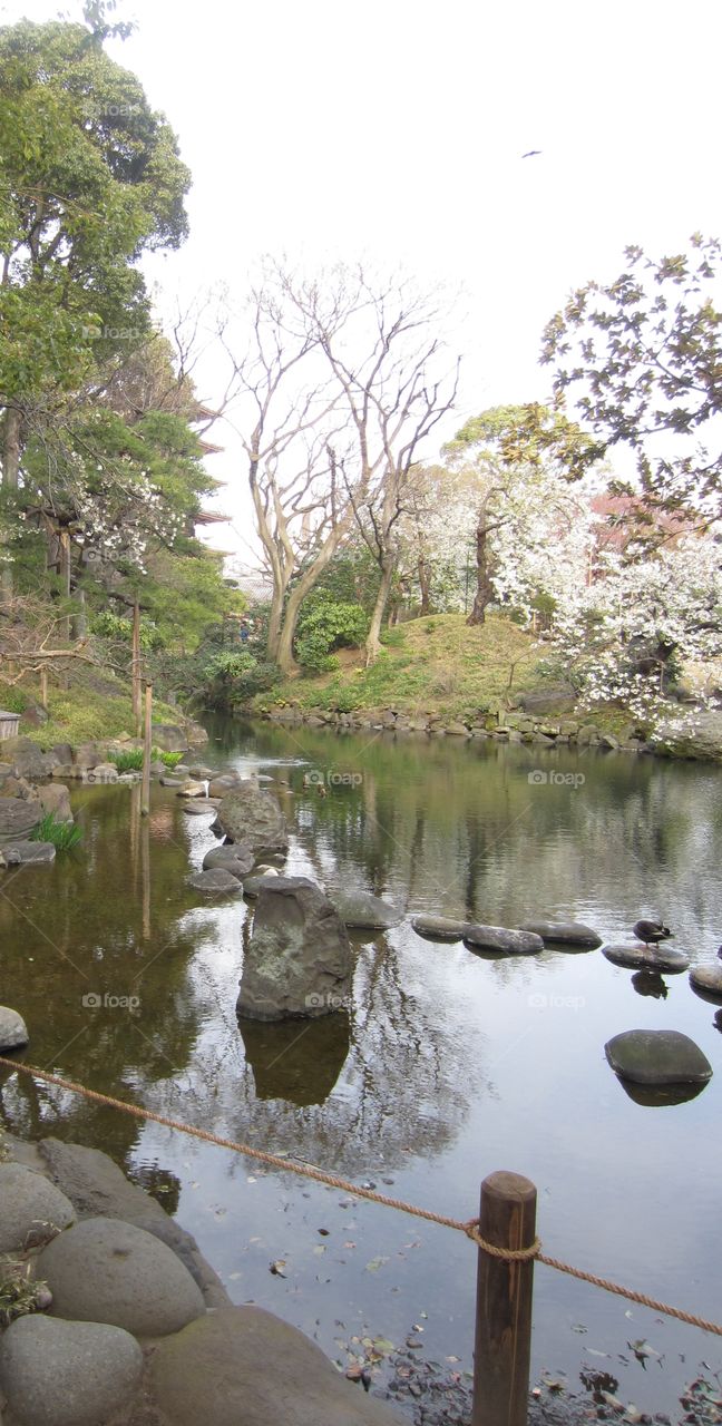 Asakusa Kannon, Sensoji Buddhist Temple and Gardens, Tokyo, Japan. River and Trees in Zen Garden