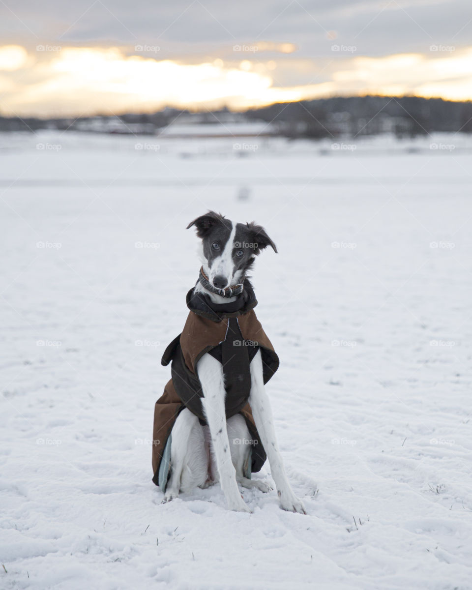 Cute and curious Windsprite puppy tilting her head looking at you wearing dogwear rug blanket outside snowy freezing landscape with background sunset sunrise 