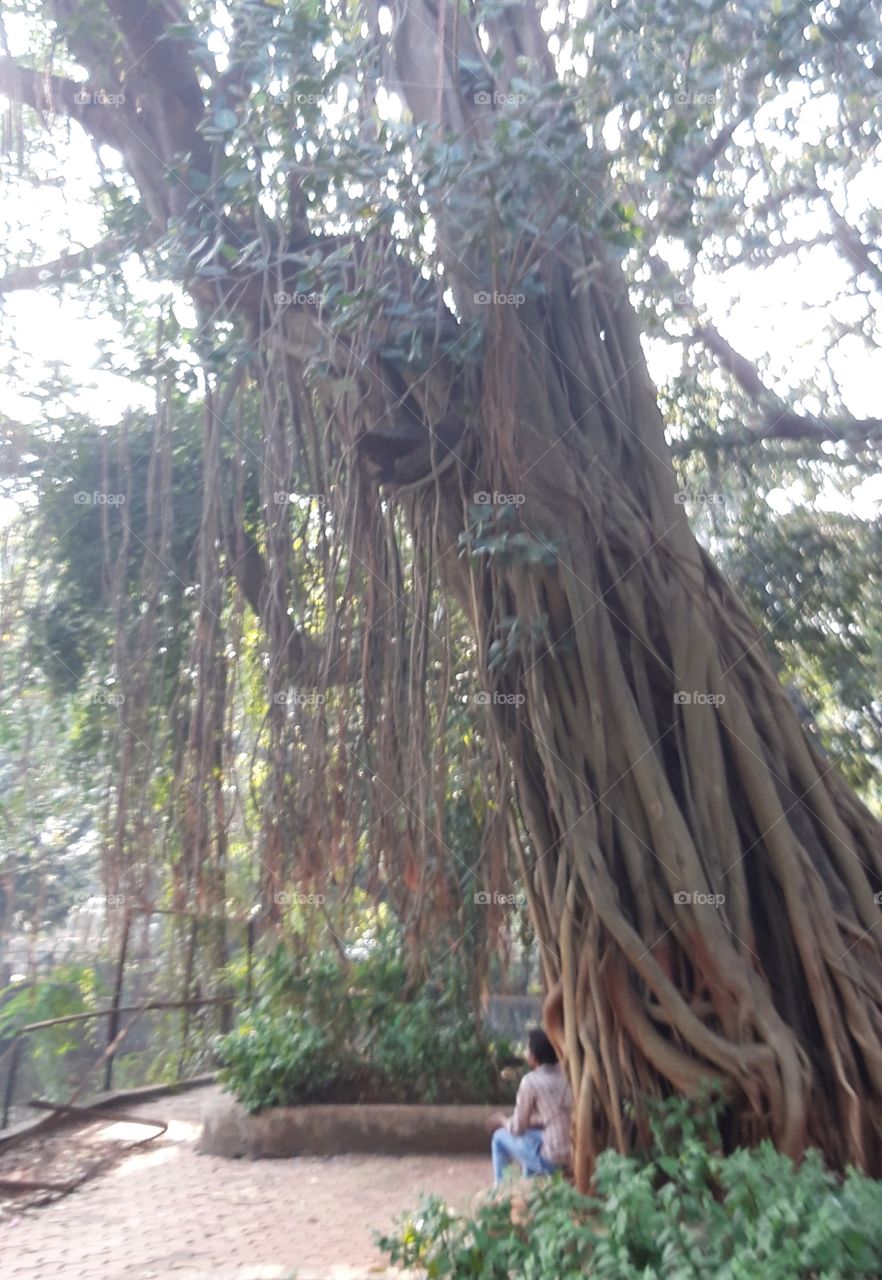 tree in Mumbai zoo
