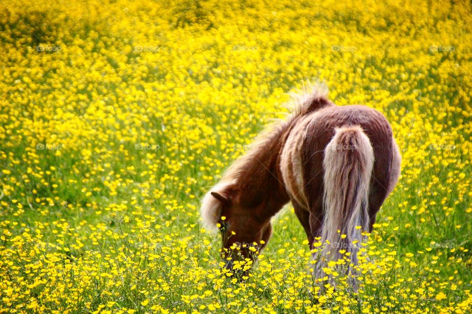 Horse on yellow field