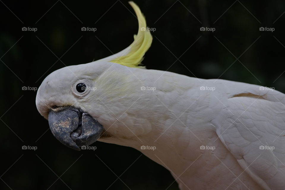 Sulphur-crested cockatoo