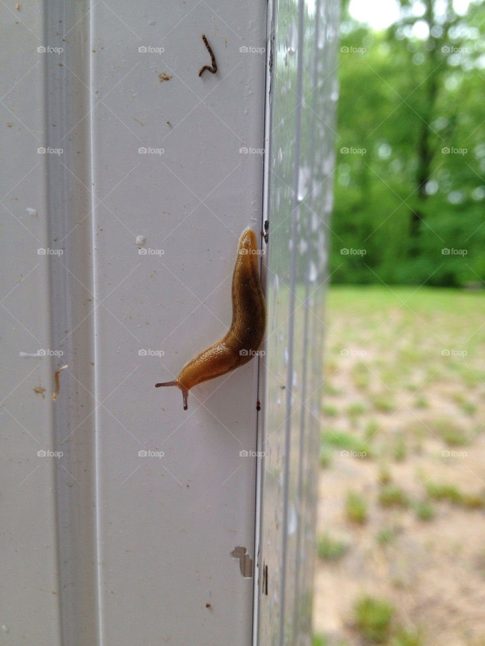 Slug