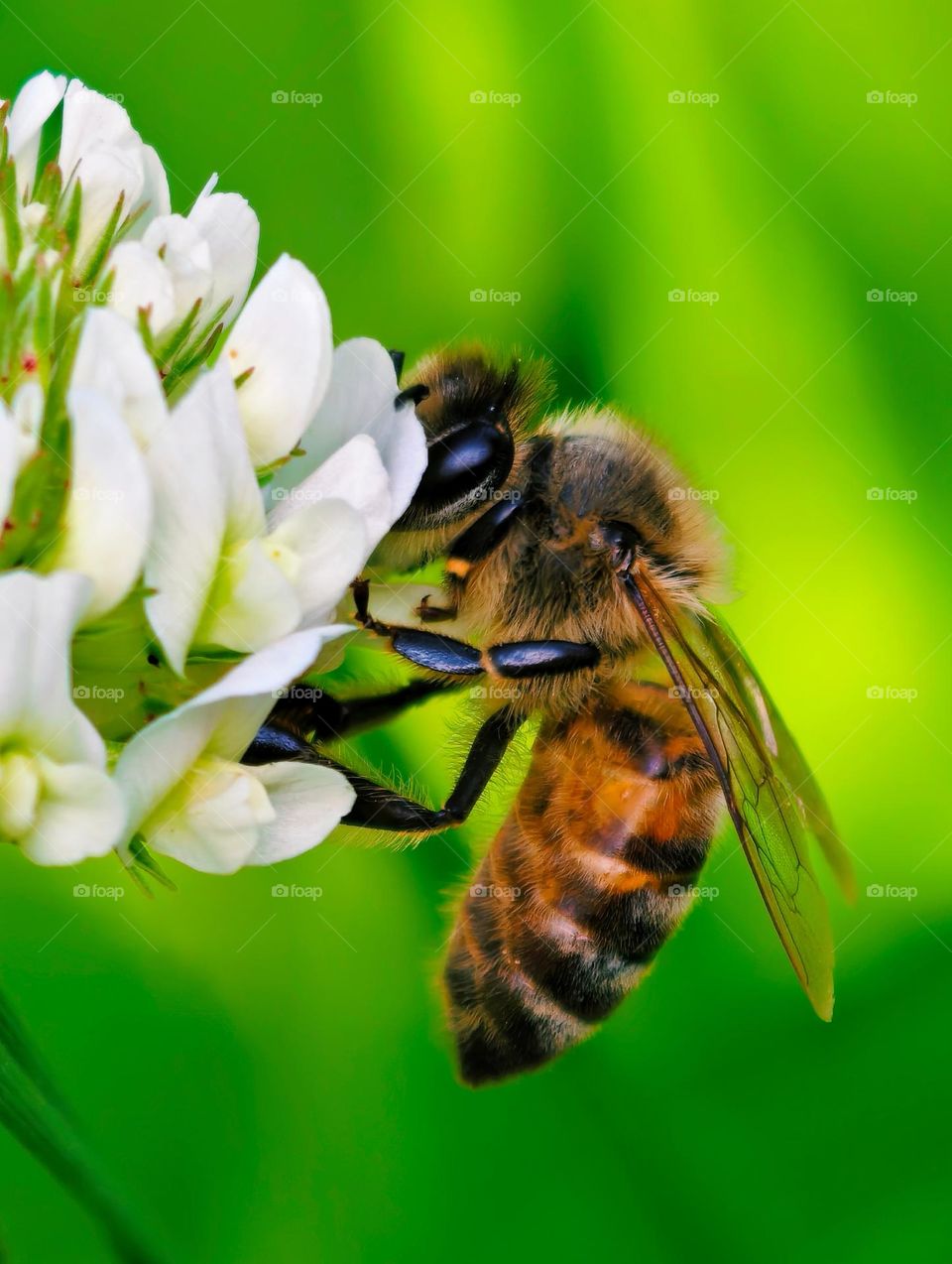 A close-up of a honeybee collecting nectar from a white clover flower, showcasing intricate details of its wings, legs, and fuzzy body against a vibrant green background.