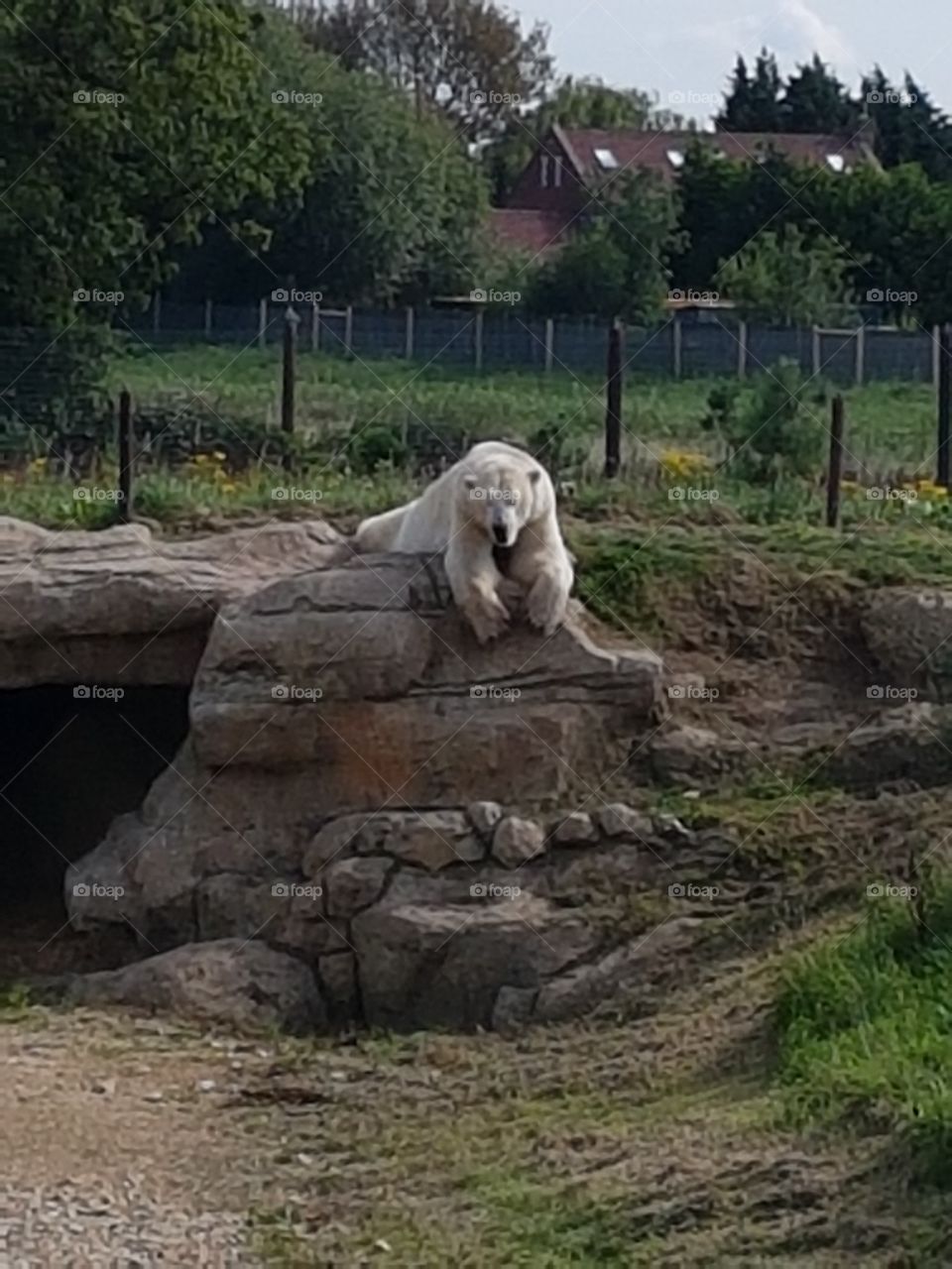 beautiful polar bear