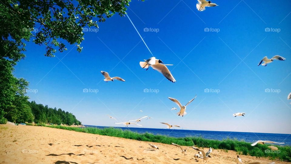 Seagulls in flight🕊️ Landscape💙  Coast 🤍