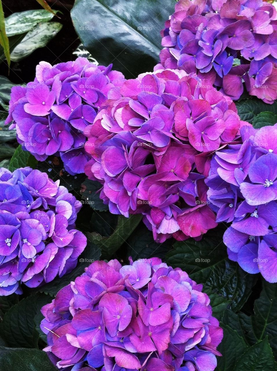 Royal Hydrangeas 