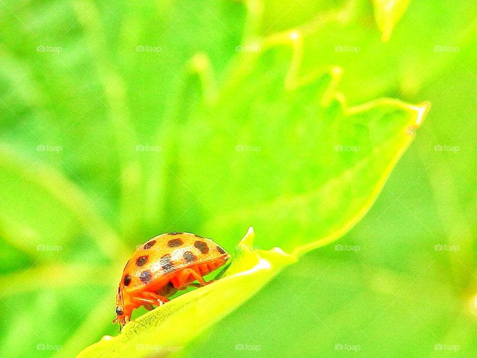 Ladybird