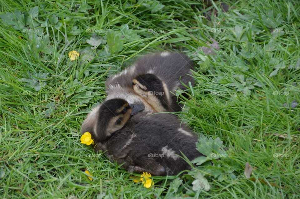 Two Ducklings Sleeping