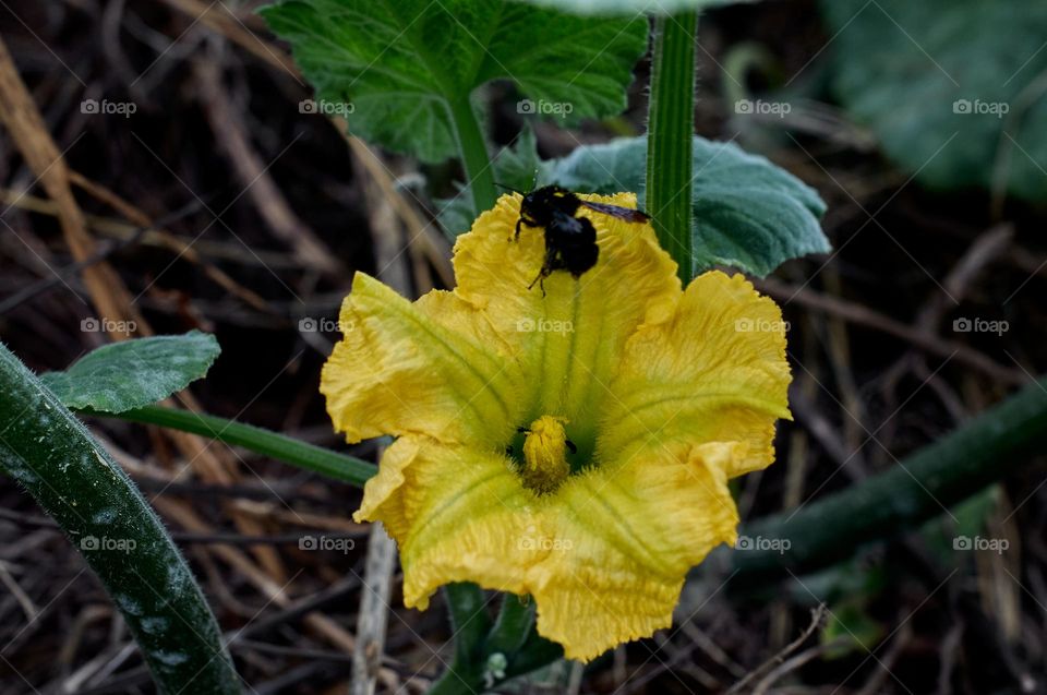 The Bombus atratus is a species of South American black bumble bee that plays an essential role in the pollination of the plants that are cultivated, as in this case the pumpkin squash.