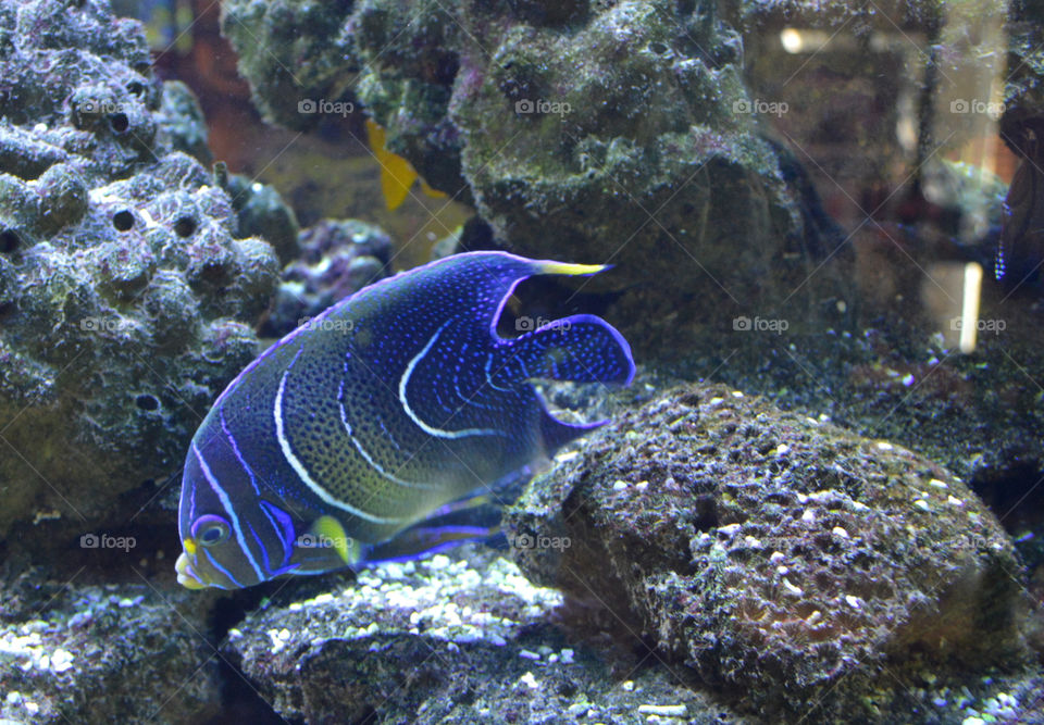 aquarium fish. fish