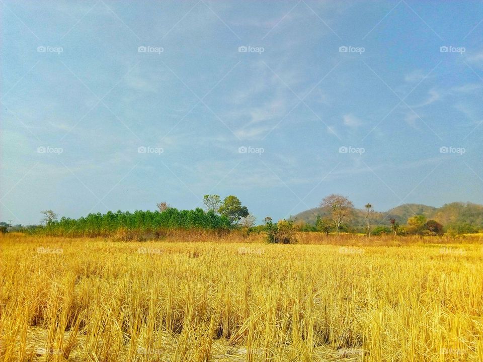 field,tree,sky,landscape