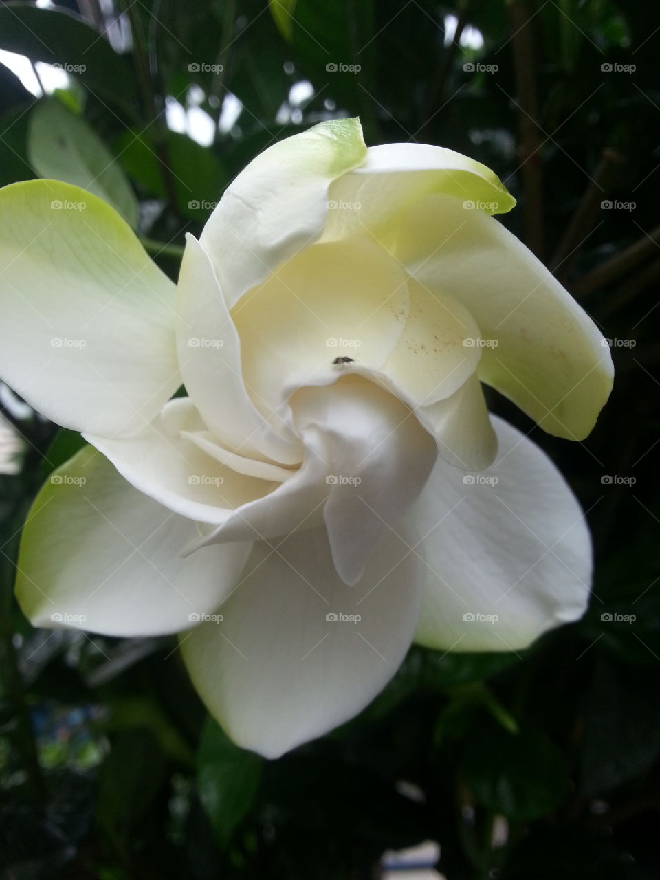 gardenia