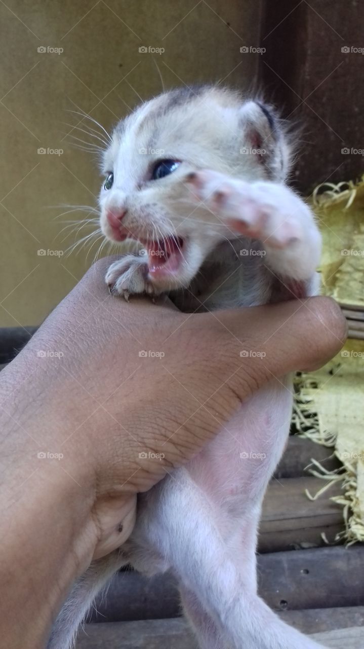 cute aggressive cat 🐈